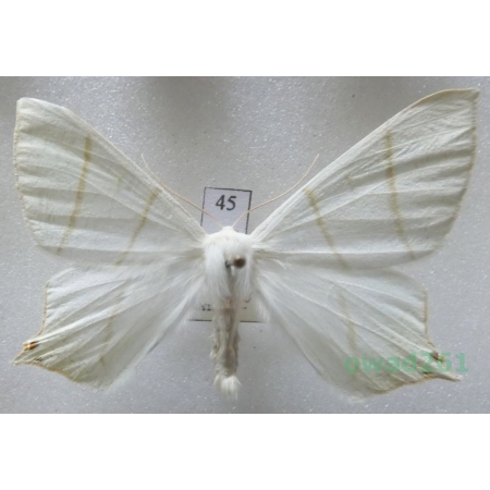Ourapteryx sambucaria (Linnaeus, 1758) male Czech45